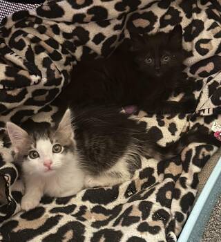 Rescue Domestic Medium Hair Cats for Adoption in Los Angeles, California - Piston & Tamarin (bonded Pair) | PetCurious