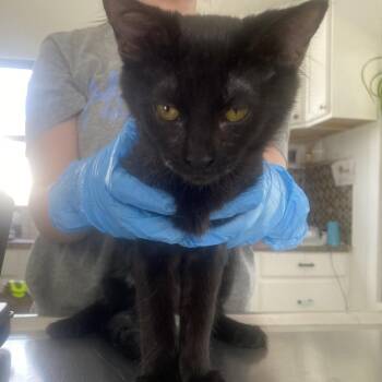 Dely -  Domestic Short Hair Cat for Adoption in Chapel Hill, North Carolina - Dely | PetCurious