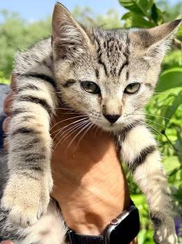 Jabo -  Domestic Short Hair and Tiger Cat for Adoption in Homestead, Florida - Jabo | PetCurious