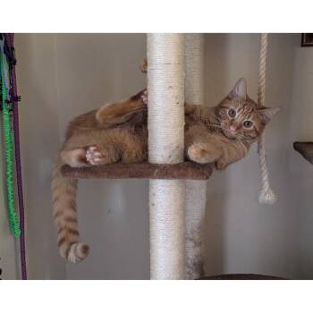 Tabby and Domestic Short Hair Cats Available for Adoption in Morgan Hill, California - Liam | PetCurious