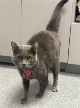 CARLY -  Domestic Short Hair Cat for Adoption in Indianapolis, Indiana - CARLY | PetCurious