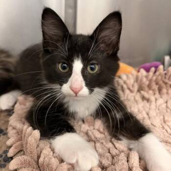 Tater Chip -  Domestic Medium Hair Cat for Adoption in Marshall, Virginia - Tater Chip | PetCurious