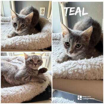 Teal -  Domestic Short Hair Cat for Adoption in Saint James, Missouri - Teal | PetCurious