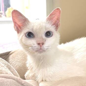 Opal -  Domestic Short Hair Cat for Adoption in Sarasota, Florida - Opal | PetCurious