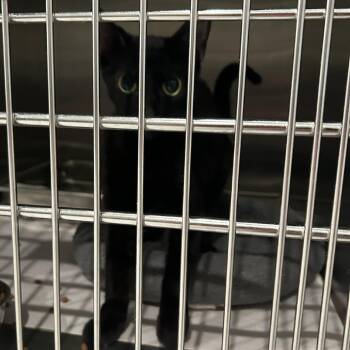 Edna -  Domestic Short Hair Cat for Adoption in Carlyle, Illinois - Edna | PetCurious
