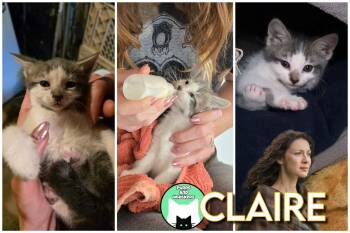 Claire -  Domestic Short Hair Cat for Adoption in New Hartford, New York - Claire | PetCurious