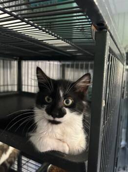 Rescue Domestic Medium Hair Cats for Adoption in Cumming, Georgia - Krispy | PetCurious
