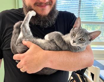 Jamie Outlander -  Tabby and Domestic Short Hair Cat for Adoption in Friendswood, Texas - Jamie Outlander | PetCurious