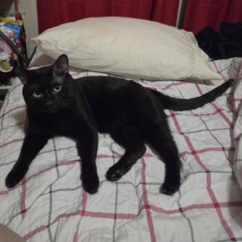 Synystyr -  Domestic Short Hair Cat for Adoption in Grantsville, Utah - Synystyr | PetCurious