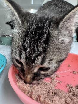 Domestic Short Hair Cats Available for Adoption in Saint Paul, Minnesota - Hangry | PetCurious