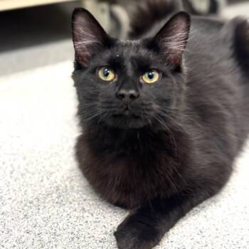 Rescue Domestic Short Hair Cats for Adoption in Wheeling, Illinois - Magic | PetCurious