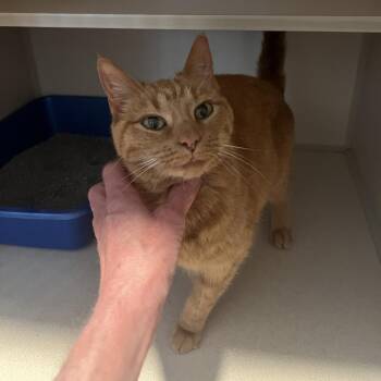 Domestic Short Hair Cats Available for Adoption in Normal, Illinois - TinaLouise | PetCurious