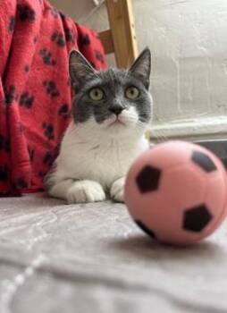 Jolie -  Domestic Short Hair Cat for Adoption in San Francisco, California - Jolie | PetCurious