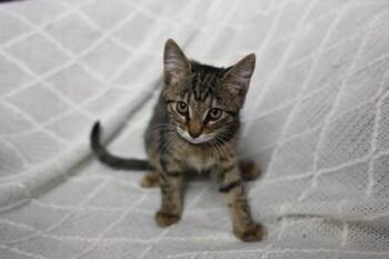 Wario -  Domestic Short Hair Cat for Adoption in Wilmington Island, Georgia - Wario | PetCurious