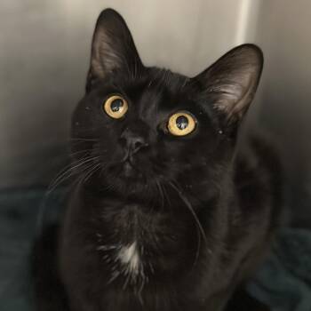 Gym Bro -  Domestic Short Hair Cat for Adoption in Matteson, Illinois - Gym Bro | PetCurious