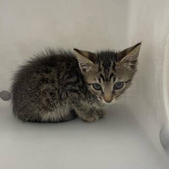 Fig 3842 -  Domestic Short Hair Cat for Adoption in Columbus, Georgia - Fig 3842 | PetCurious