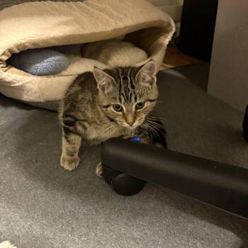 Rescue Domestic Short Hair Cats for Adoption in New Albany, Ohio - Leo | PetCurious