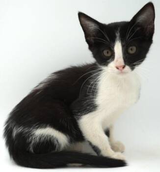 Antennae -  Domestic Short Hair Cat for Adoption in Bowling Green, Kentucky - Antennae | PetCurious
