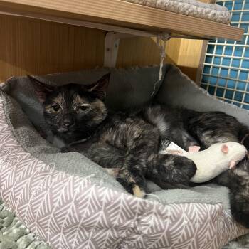 Mary -  Domestic Short Hair Cat for Adoption in Manhattan, Kansas - Mary | PetCurious