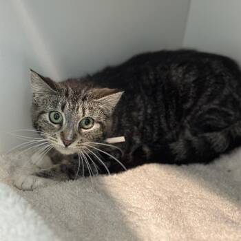 Domestic Short Hair Cats Available for Adoption in Matteson, Illinois - Saby | PetCurious