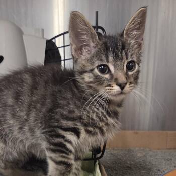 Sylvester -  Domestic Short Hair and Mixed Breed Cat for Adoption in Voorhees Township, New Jersey - Sylvester | PetCurious