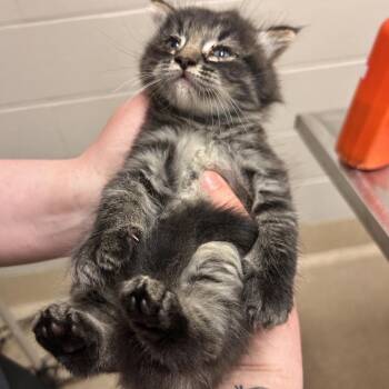 Banana Split -  Domestic Medium Hair Cat for Adoption in Bristol, Indiana - Banana Split | PetCurious