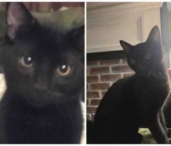 PICKLE -  Domestic Short Hair Cat for Adoption in Westminster, Maryland - PICKLE | PetCurious