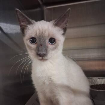 Lilly -  Domestic Short Hair Cat for Adoption in Pauls Valley, Oklahoma - Lilly | PetCurious