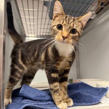 Rescue Domestic Short Hair Cats for Adoption in Binghamton, New York - Rao's | PetCurious