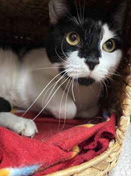 Rescue Domestic Short Hair Cats for Adoption in Yorkville, Illinois - Moo | PetCurious