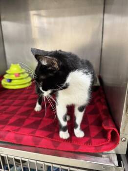 Rescue Domestic Short Hair Cats for Adoption in Passaic, New Jersey - Willow | PetCurious