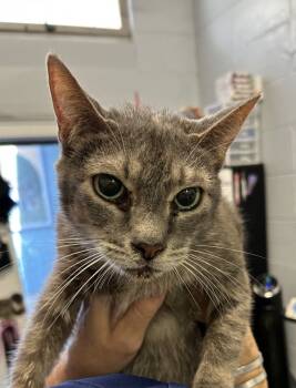 Rescue Domestic Short Hair Cats for Adoption in Mobile, Alabama - Malik | PetCurious