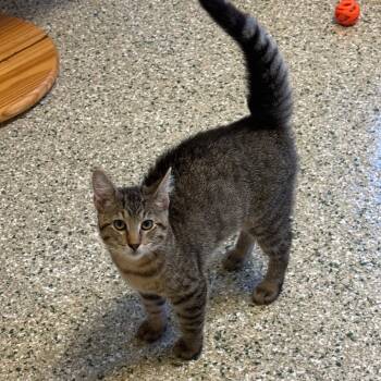 Mopple -  Domestic Short Hair Cat for Adoption in Cedar Rapids, Iowa - Mopple | PetCurious
