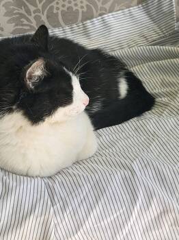 Minnie -  Domestic Short Hair Cat for Adoption in Warren, Ohio - Minnie | PetCurious