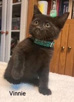 Vinnie Terrio -  Domestic Short Hair Cat Available for Adoption in Parkville, Maryland - Vinnie Terrio | PetCurious