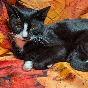 Rescue Domestic Short Hair Cats for Adoption in Chesapeake, Virginia - Polka | PetCurious