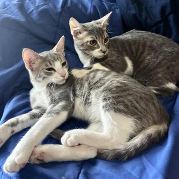 Edgar & Elvis -  Domestic Short Hair Cat for Adoption in Liverpool, Texas - Edgar & Elvis | PetCurious