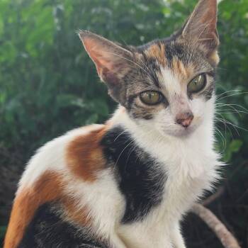 Cricket -  Domestic Short Hair Cat for Adoption in Jupiter, Florida - Cricket | PetCurious