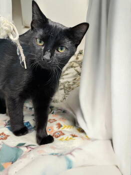 Rescue Domestic Short Hair Cats for Adoption in Champaign, Illinois - Camden | PetCurious