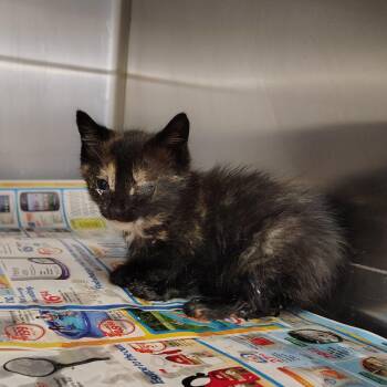 Domestic Short Hair Cats Available for Adoption in Springtown, Texas - CSAS-Stray-840 | PetCurious