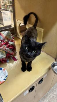 Otter -  Domestic Long Hair Cat for Adoption in Wheaton, Illinois - Otter | PetCurious