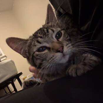 Phineas -  Domestic Short Hair Cat for Adoption in Milan, Illinois - Phineas | PetCurious