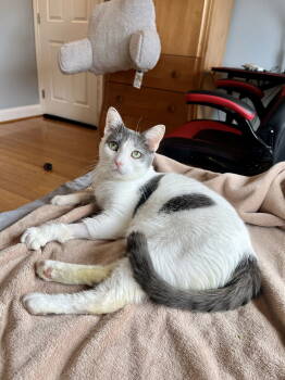 Rescue Domestic Short Hair Cats for Adoption in Long Beach, California - Clover | PetCurious