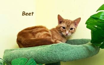 Tabby Cats Available for Adoption - Beet JT | PetCurious