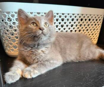 Dixie -  Domestic Short Hair Cat for Adoption in Battle Creek, Michigan - Dixie | PetCurious