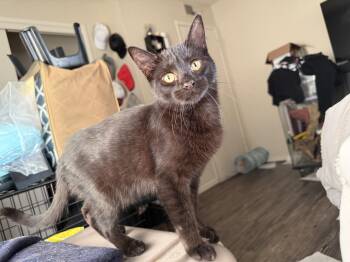 Rescue Bombay Cats for Adoption in Fresno, California - Sabrina The Kitty Witch | PetCurious