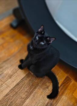 Kiara -  Domestic Short Hair Cat for Adoption in Clayton, North Carolina - Kiara | PetCurious