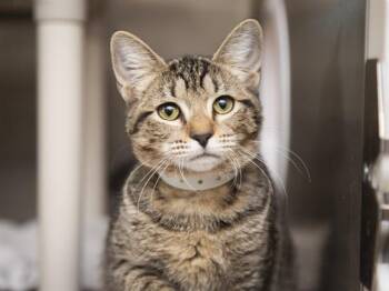 TABITHA -  Domestic Short Hair Cat for Adoption in Phoenix, Arizona - TABITHA | PetCurious