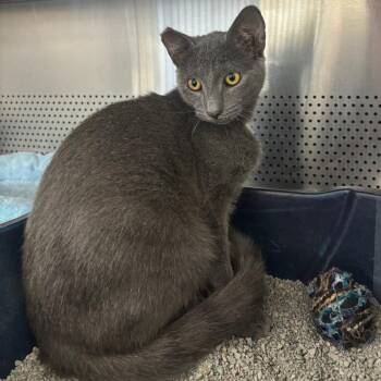 Star -  Domestic Short Hair Cat for Adoption in Sarasota, Florida - Star | PetCurious