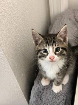 Edith J -  Domestic Short Hair Cat for Adoption in Vancouver, Washington - Edith J | PetCurious